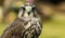 Gyr Saker Falcon