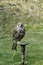 Gyr Saker Falcon