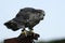 Gyr Saker Falcon