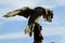 Gyr Saker Falcon Feeding on the Glove