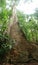 Gyranthera caribensis Pittier the tallest tree in Venezula cloudy forest