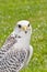 Gyrfalcon