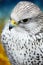 Gyrfalcon