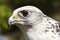 Gyrfalcon