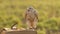 The gyrfalcon is a bird of prey Falco rusticolus, the largest of the falcon species