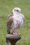 Gyrfalcon - Falco rusticolus