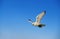 GYRFALCON falco rusticolus, ADULT IN FLIGHT, CANADA