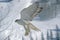 GYRFALCON falco rusticolus, ADULT IN FLIGHT, CANADA