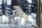 GYRFALCON falco rusticolus, ADULT IN FLIGHT, CANADA