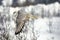 Gyrfalcon, falco rusticolus, Adult in Flight, Canada