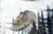 Gyrfalcon, falco rusticolus, Adult in Flight, Canada