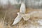 Gyrfalcon, Falco rusticolus, bird of prey fly. Flying rare bird with white head. Forest in cold winter, animal in nature habitat,