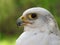 Gyrfalcon falco rusticolus, hierofalcus, , macro, close up