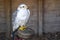 Gyrfalcon Falco rusticolus, the largest of the falcon species, is a bird of prey