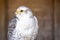 Gyrfalcon Falco rusticolus, the largest of the falcon species, is a bird of prey
