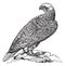 Gyrfalcon or Falco rusticolus in Norway vintage engraving