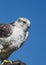 Gyrfalcon on Glove