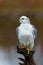 Gyrfalcon the largest of the falcon species