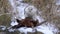 Gyrfalcon plucking a hunted common pheasant on the snowy ground. Bird with his pray from a front view on snowy rock in