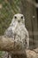 Gyrfalcon and Saker Falcon Hybrid