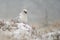 Gyrfalcon on snowy winter