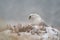 Gyrfalcon on snowy winter