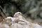 Gyrfalcon on snowy winter