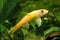 Gyrinocheilus orange, freshwater fish, algae eater in aquarium, closeup nature photo