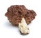 Gyromitra esculenta is conditionally edible mushroom  on white
