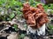 Gyromitra esculenta False morel,Calf brain,Bull nose mushroom in the forest.First spring mushrooms.