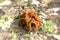 Gyromitra esculenta gigas brain mushroom elephant ear spring con