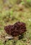 Gyromitra esculenta mushroom