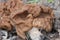 Gyromitra esculenta mushroom, close up