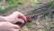 Gyromitra esculenta in the spring forest. The girl cuts the mushrooms with a knife