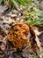 Gyromitra gigas in the grass close up. Mushroom growth. Early spring season, picking fresh mushrooms in the forest. Gyromitra