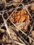 Gyromitra gigas in the grass close up. Mushroom growth. Early spring season, picking fresh mushrooms in the forest. Gyromitra