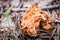 Gyromitra gigas in Russian autumn forest, commonly known as the snow morel, snow false morel, calf brain, or bull nose mushroom