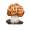 Gyromitra gigas or snow false morel, calf brain or bull nose mushroom closeup digital art illustration. Boletus has orange winding