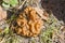 Gyromitra Gigas, snow false Morel, calf`s brain. Early spring forest mushroom macro. A large beautiful mushroom in the spring fore