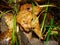 Gyromitra Gigas, snow false Morel, calf`s brain. Early spring forest mushroom macro. A large beautiful mushroom in the spring fore