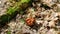 Gyromitra gigas in spring spruce forest. Picking the first mushrooms