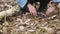 Gyromitra Morchella mushroom on the ground in the spring forest.