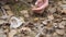 Gyromitra Morchella mushroom on the ground in the spring forest.