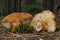 Gyroporus castaneus, commonly known as the chestnut bolete