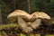 Gyroporus cyanescens fungus