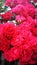 GÃ¤rtnerfreudeÂ® ToscanaÂ® rose closeup, raspberry red color, unbelievable flowes
