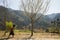 Ha Giang, Vietnam - Feb 14, 2016: Mountain spring scenery with blossoming plum tree, Hmong little girl carrying cabbage flower on