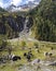 Habachtal in Austria with Cows