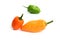 Habanero Capsicum chili hottest pepper