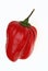 Habanero, chili pepper, Capsicum annuum